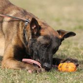 Anton – Malinois, Männchen, 6 Jahre 7 Monate, 13057 Berlin – Foto 6