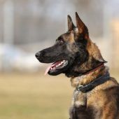 Anton – Malinois, Männchen, 6 Jahre 7 Monate, 13057 Berlin – Foto 7
