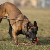 Anton – Malinois, Männchen, 6 Jahre 7 Monate, 13057 Berlin – Foto 8