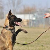 Anton – Malinois, Männchen, 6 Jahre 7 Monate, 13057 Berlin – Foto 9