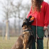 Anton – Malinois, Männchen, 6 Jahre 7 Monate, 13057 Berlin – Foto 10