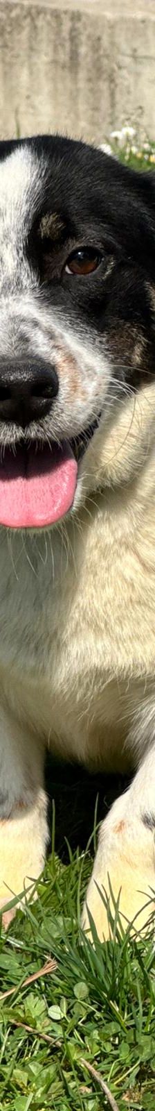 Dottie – Mischling, Weibchen, 1 Jahr 9 Monate, Nordic Strays e.V. – Foto 2