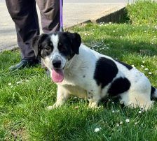 Dottie – Mischling, Weibchen, 1 Jahr 9 Monate, Nordic Strays e.V. – Foto 6