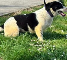 Dottie – Mischling, Weibchen, 1 Jahr 9 Monate, Nordic Strays e.V. – Foto 7
