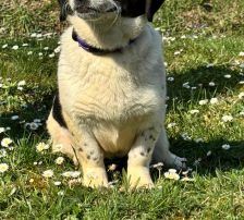 Dottie – Mischling, Weibchen, 1 Jahr 9 Monate, Nordic Strays e.V. – Foto 8
