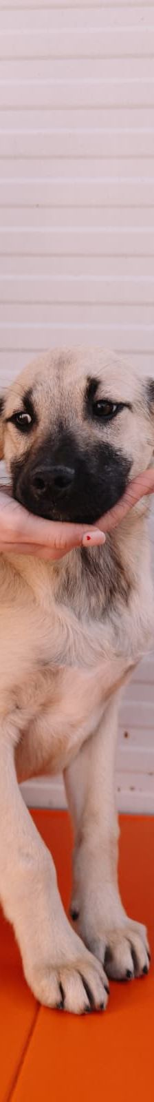 Badem – Kangal Mix, Männchen, , Nordic Strays e.V. – Foto 1
