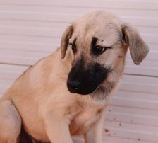 Badem – Kangal Mix, Männchen, , Nordic Strays e.V. – Foto 2