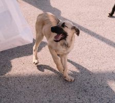 Badem – Kangal Mix, Männchen, , Nordic Strays e.V. – Foto 3