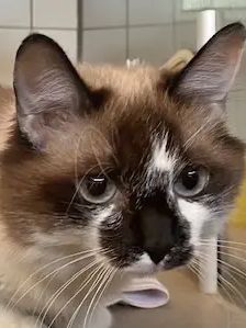 Aurora – Langhaarmix, Weibchen, 2 Jahre, 90537 Feucht – Foto 1