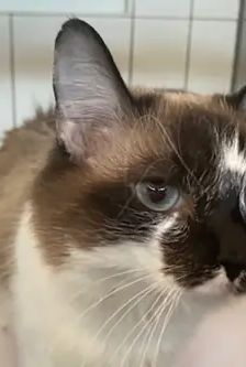 Aurora – Langhaarmix, Weibchen, 2 Jahre, 90537 Feucht – Foto 2