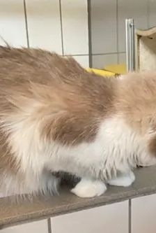 Aurora – Langhaarmix, Weibchen, 2 Jahre, 90537 Feucht – Foto 3