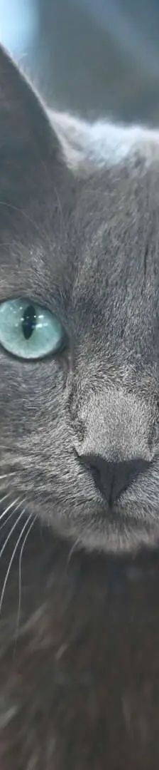 Sherlock – Russisch Blau, Männchen, 12 Monate, 13057 Berlin – Foto 1