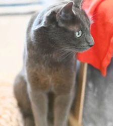 Sherlock – Russisch Blau, Männchen, 12 Monate, 13057 Berlin – Foto 2