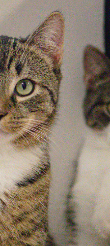 Koda und Freunde – Hauskatze, Unbekannt, Alter unbekannt, 28357 Bremen – Foto 1