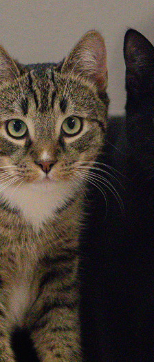 Koda und Freunde – Hauskatze, Unbekannt, Alter unbekannt, 28357 Bremen – Foto 2
