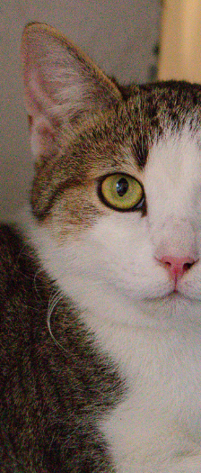 Koda und Freunde – Hauskatze, Unbekannt, Alter unbekannt, 28357 Bremen – Foto 3