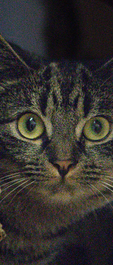 Koda und Freunde – Hauskatze, Unbekannt, Alter unbekannt, 28357 Bremen – Foto 4