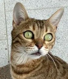 Lucy – Bengale, Weibchen, 5 Jahre, 90537 Feucht – Foto 1
