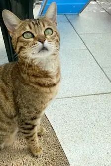 Lucy – Bengale, Weibchen, 5 Jahre, 90537 Feucht – Foto 2