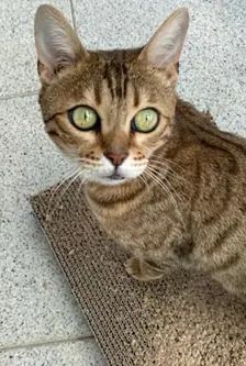 Lucy – Bengale, Weibchen, 5 Jahre, 90537 Feucht – Foto 3
