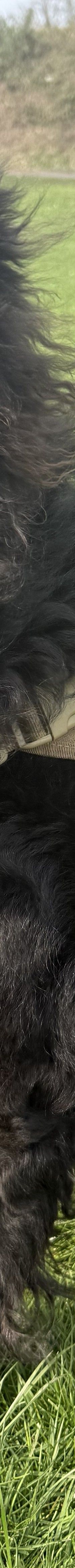 Benni – Colli-SH-Mischling, Männchen, 1 Jahr 8 Monate, 50969 Köln-Zollstock – Foto 1