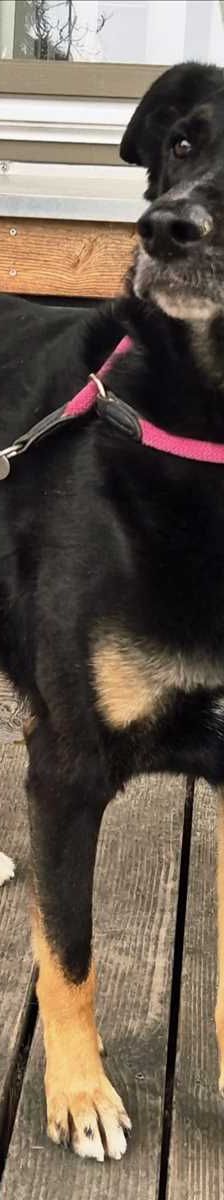 BALU – Schäferhund, Dobermann Mischling, Männchen, 3 Jahre 7 Monate, 81829 München – Foto 1