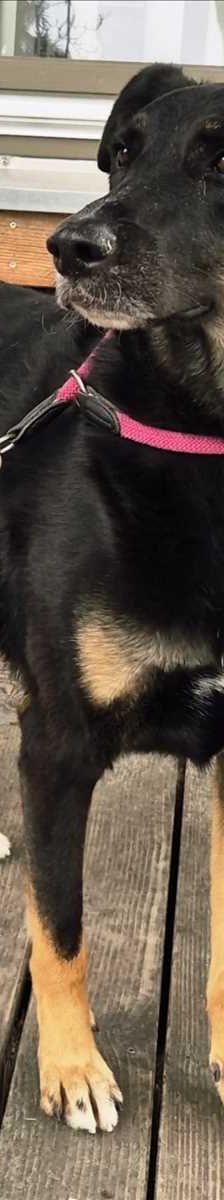 BALU – Schäferhund, Dobermann Mischling, Männchen, 3 Jahre 7 Monate, 81829 München – Foto 2