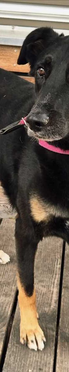 BALU – Schäferhund, Dobermann Mischling, Männchen, 3 Jahre 7 Monate, 81829 München – Foto 3