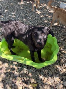 Remi – Mischling, Weibchen, Alter unbekannt, Nordic Strays e.V. – Foto 1