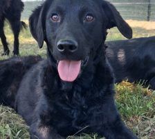 Remi – Mischling, Weibchen, Alter unbekannt, Nordic Strays e.V. – Foto 2