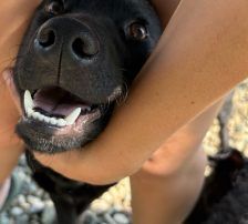 Remi – Mischling, Weibchen, Alter unbekannt, Nordic Strays e.V. – Foto 3