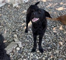 Remi – Mischling, Weibchen, Alter unbekannt, Nordic Strays e.V. – Foto 4