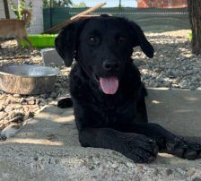 Remi – Mischling, Weibchen, Alter unbekannt, Nordic Strays e.V. – Foto 5