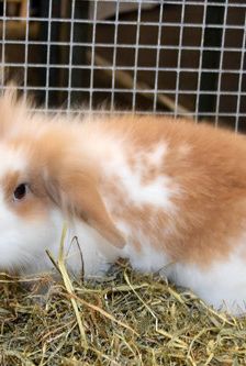Erni – Widdermix-Zwergkaninchen, Männchen, Alter unbekannt, 90537 Feucht – Foto 1
