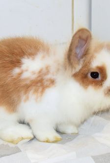 Erni – Widdermix-Zwergkaninchen, Männchen, Alter unbekannt, 90537 Feucht – Foto 2