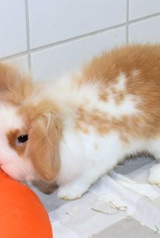 Erni – Widdermix-Zwergkaninchen, Männchen, Alter unbekannt, 90537 Feucht – Foto 3