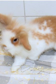 Erni – Widdermix-Zwergkaninchen, Männchen, Alter unbekannt, 90537 Feucht – Foto 4