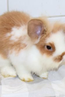 Erni – Widdermix-Zwergkaninchen, Männchen, Alter unbekannt, 90537 Feucht – Foto 5