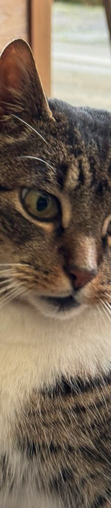 Tiger (externe Vermittlungshilfe) – EKH, Männchen, Alter unbekannt, 50969 Köln-Zollstock – Foto 2