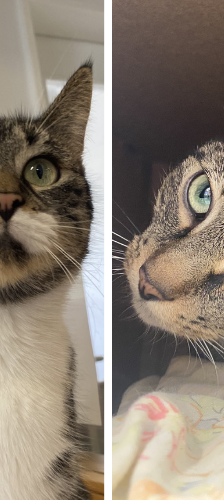 Zwei Mütter und Nachwuchs – Hauskatze, Weibchen, 1 Jahr, 28357 Bremen – Foto 1