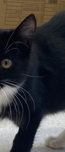 Zwei Mütter und Nachwuchs – Hauskatze, Weibchen, 1 Jahr, 28357 Bremen – Foto 2