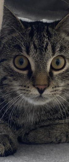 Zwei Mütter und Nachwuchs – Hauskatze, Weibchen, 1 Jahr, 28357 Bremen – Foto 3