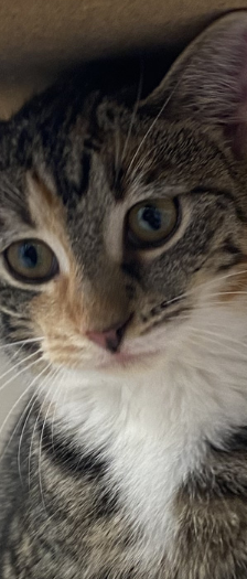 Zwei Mütter und Nachwuchs – Hauskatze, Weibchen, 1 Jahr, 28357 Bremen – Foto 4