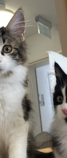 Zwei Mütter und Nachwuchs – Hauskatze, Weibchen, 1 Jahr, 28357 Bremen – Foto 5
