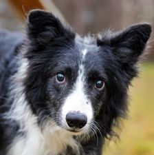 Batzi – Border Collie, Männchen, 2 Jahre, 90537 Feucht – Foto 1