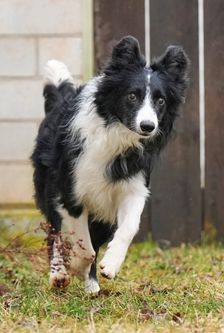 Batzi – Border Collie, Männchen, 2 Jahre, 90537 Feucht – Foto 2