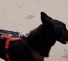 Fred – Mischling, Männchen, 2 Jahre, Nordic Strays e.V. – Foto 3