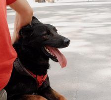 Fred – Mischling, Männchen, 2 Jahre, Nordic Strays e.V. – Foto 4