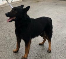 Fred – Mischling, Männchen, 2 Jahre, Nordic Strays e.V. – Foto 5