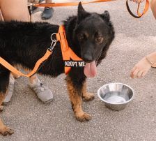 Fred – Mischling, Männchen, 2 Jahre, Nordic Strays e.V. – Foto 6